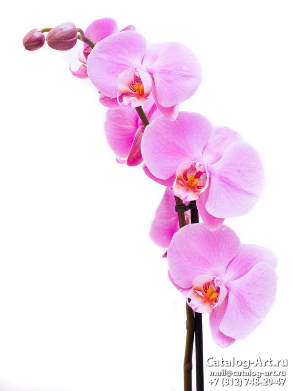 Pink orchids 59